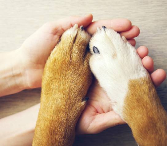 Dog paws and human hand