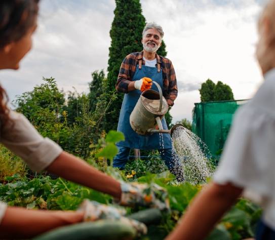 Happy Caucasian older man watches his daughter and granddaughter while they work together to harvest some vegetables from their organic garden
